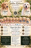 English Creams, a female English Cream Golden Retriever for sale in Greenville, SC – 2 of 2