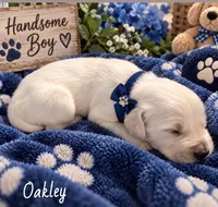 Oakley, a male Golden Retriever for sale in Greenville, SC – 4 of 5