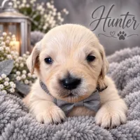 Hunter, a male Golden Retriever for sale in Greenville, SC – 1 of 4