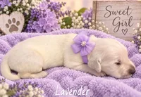 Lavender, a female Golden Retriever for sale in Greenville, SC – 3 of 4