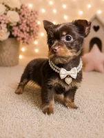 Mocha , a female Yorkshire Terrier for sale in Greenville, SC – 3 of 5
