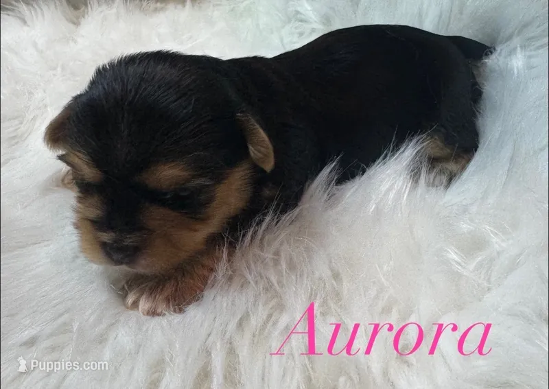 Aurora  – Yorkshire Terrier puppy for sale in Greenville, SC