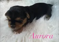 Aurora , a female Yorkshire Terrier for sale in Greenville, SC – 1 of 8