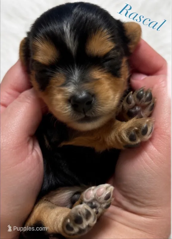 Rascal – Yorkshire Terrier puppy for sale in Greenville, SC