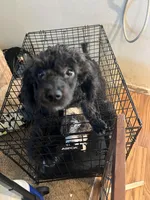 Bentley , a male Poodle - Toy  for sale in Fresno, CA – Photo 1 of 2