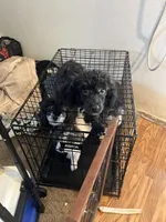 Bentley , a male Poodle - Toy  for sale in Fresno, CA – Photo 2 of 2