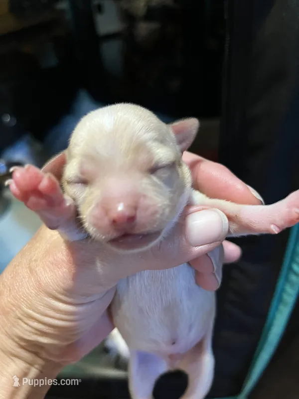 Female – Chihuahua puppy for sale in Falls Mills, VA