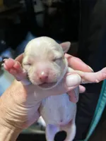 Female, a female Chihuahua for sale in Falls Mills, VA – 1 of 2