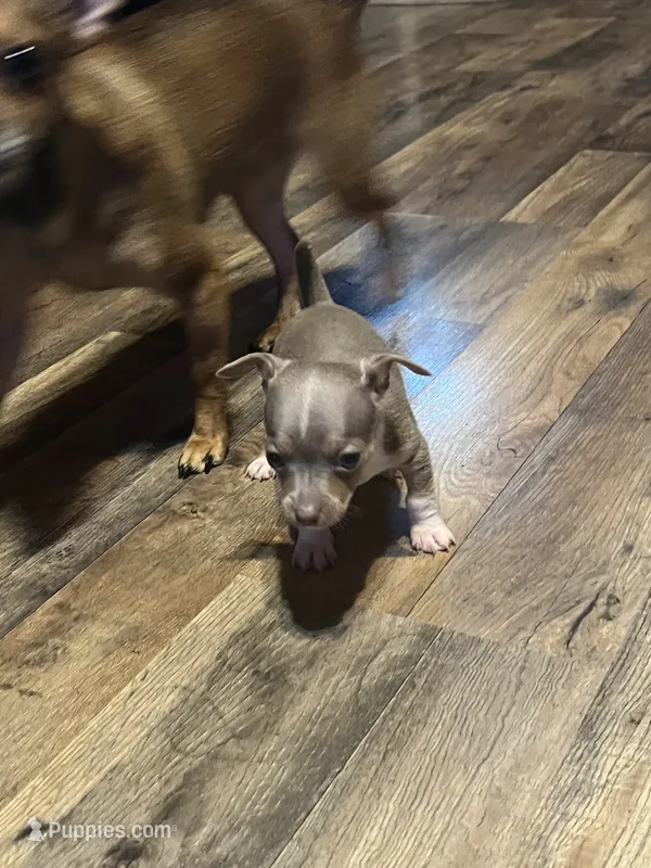 Male2 – Chihuahua puppy on hold in Falls Mills, VA