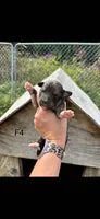 Female 4, a female Bernese Mountain Dog and Great Pyrenees for sale in Falls Mills, VA – 1 of 1