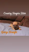George Strait , a male Chihuahua and Miniature Pinscher for sale in Falls Mills, VA – 1 of 1