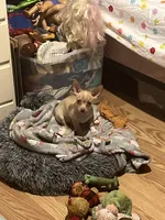 Male 3, a male Chihuahua for sale in Falls Mills, VA – 1 of 1