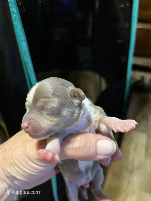 Male2, a male Chihuahua for sale in Falls Mills, VA – 1 of 3