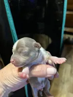 Male2, a male Chihuahua for sale in Falls Mills, VA – 1 of 3