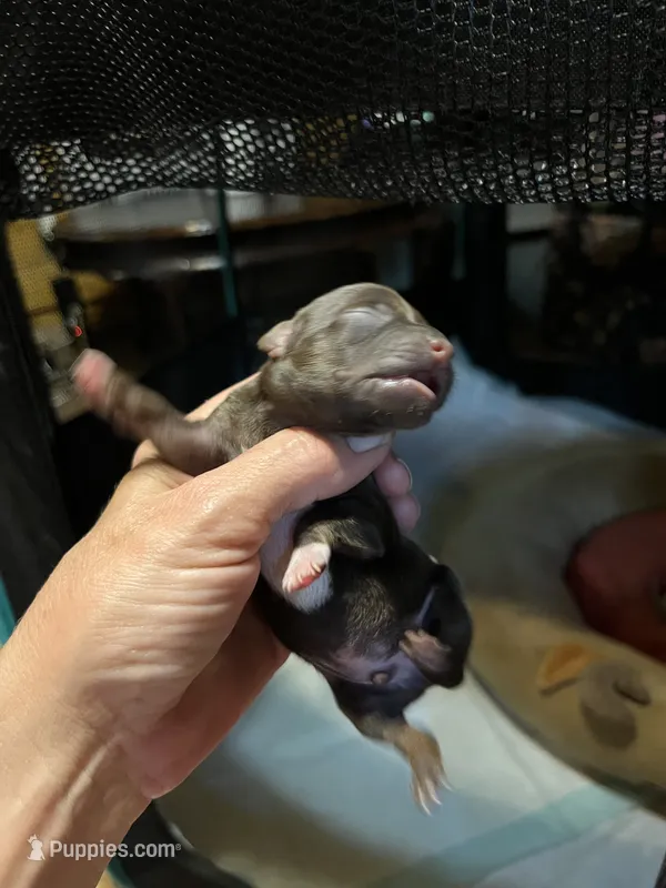 Male1 – Chihuahua puppy for sale in Falls Mills, VA
