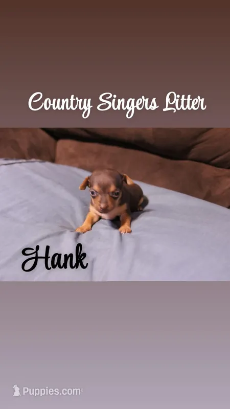 Hank  – Chihuahua, Miniature Pinscher puppy for sale in Falls Mills, VA
