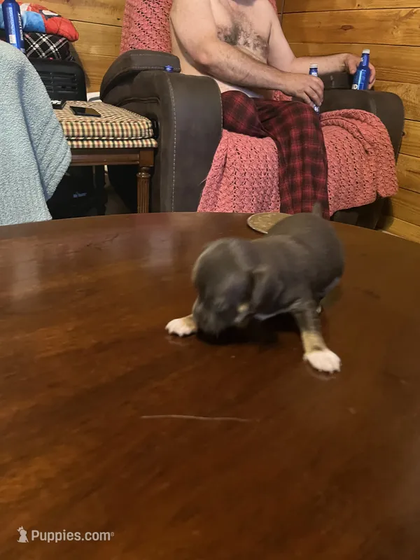 Male1 – Chihuahua puppy for sale in Falls Mills, VA