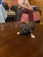 Male1, a male Chihuahua for sale in Falls Mills, VA – 1 of 3