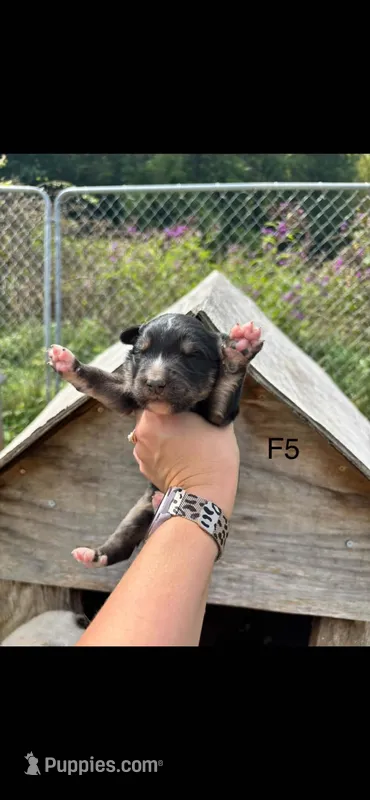 Female 5 – Bernese Mountain Dog, Great Pyrenees puppy for sale in Falls Mills, VA