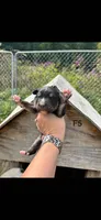 Female 5, a female Bernese Mountain Dog and Great Pyrenees for sale in Falls Mills, VA – 1 of 1