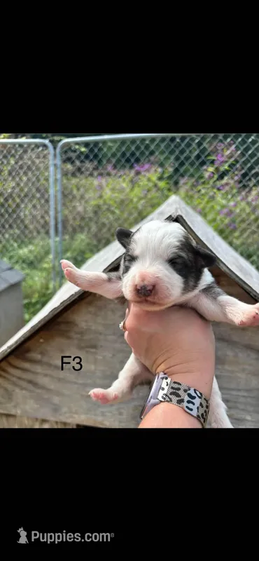 Female 3 – Bernese Mountain Dog, Great Pyrenees puppy for sale in Falls Mills, VA