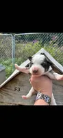 Female 3, a female Bernese Mountain Dog and Great Pyrenees for sale in Falls Mills, VA – 1 of 1