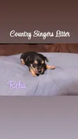 Reba , a female Chihuahua and Miniature Pinscher for sale in Falls Mills, VA – 1 of 1