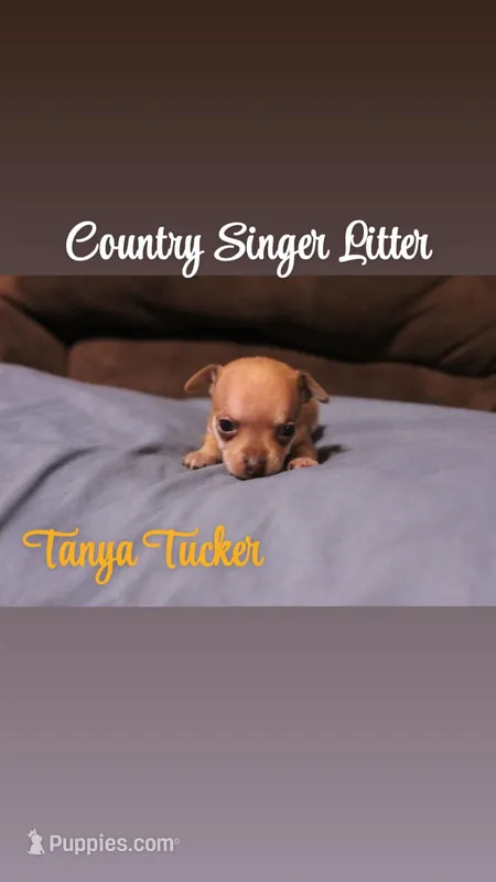 Tanya Tucker  – Chihuahua, Miniature Pinscher puppy for sale in Falls Mills, VA