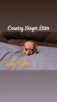 Tanya Tucker , a female Chihuahua and Miniature Pinscher for sale in Falls Mills, VA – 1 of 1