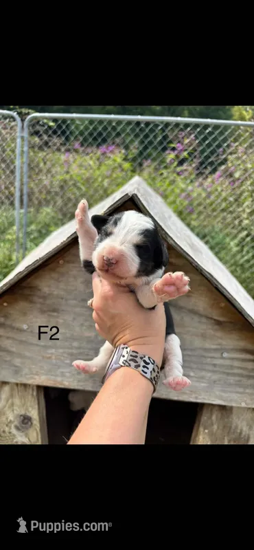 Female 2 – Bernese Mountain Dog, Great Pyrenees puppy for sale in Falls Mills, VA