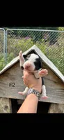 Female 2, a female Bernese Mountain Dog and Great Pyrenees for sale in Falls Mills, VA – 1 of 1