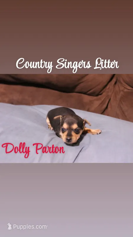 Dolly Parton  – Chihuahua, Miniature Pinscher puppy for sale in Falls Mills, VA