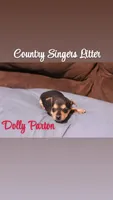 Dolly Parton , a female Chihuahua and Miniature Pinscher for sale in Falls Mills, VA – 1 of 1
