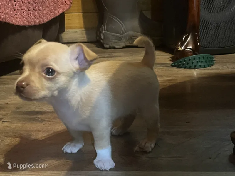 Male3 – Chihuahua puppy on hold in Falls Mills, VA