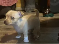 Male3, a male Chihuahua for sale in Falls Mills, VA – 1 of 3