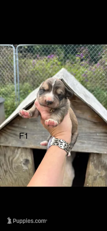 Female 1 – Bernese Mountain Dog, Great Pyrenees puppy for sale in Falls Mills, VA