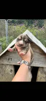 Female 1, a female Bernese Mountain Dog and Great Pyrenees for sale in Falls Mills, VA – 1 of 1