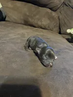 Male1, a male Chihuahua for sale in Falls Mills, VA – 2 of 2