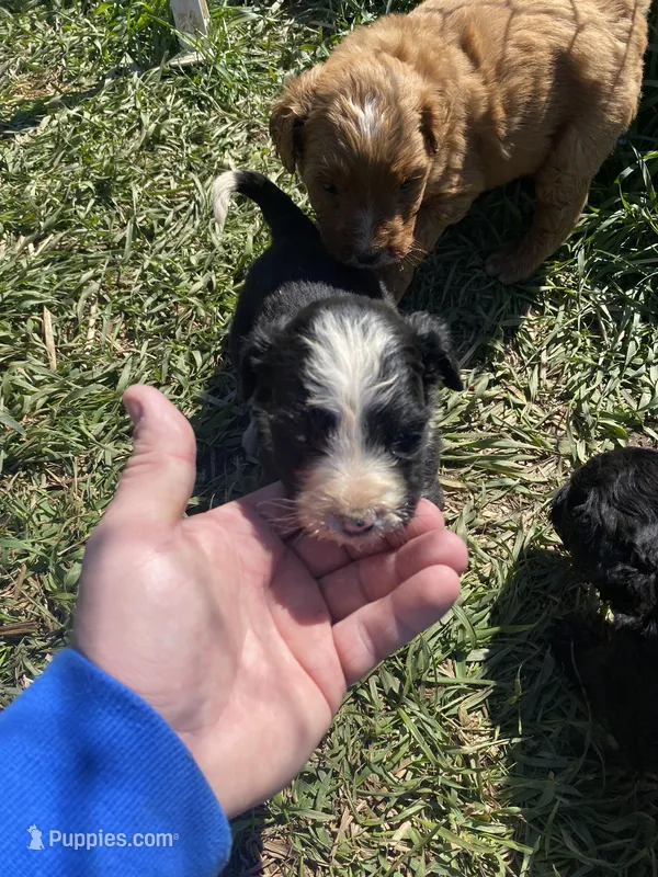 Female 1 – Bernedoodle puppy for sale in Falls Mills, VA