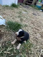 Female 1, a female Bernedoodle for sale in Falls Mills, VA – Photo 2 of 4