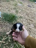 Female 1, a female Bernedoodle for sale in Falls Mills, VA – Photo 4 of 4