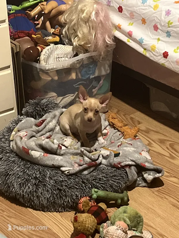 Male3 – Chihuahua puppy for sale in Falls Mills, VA