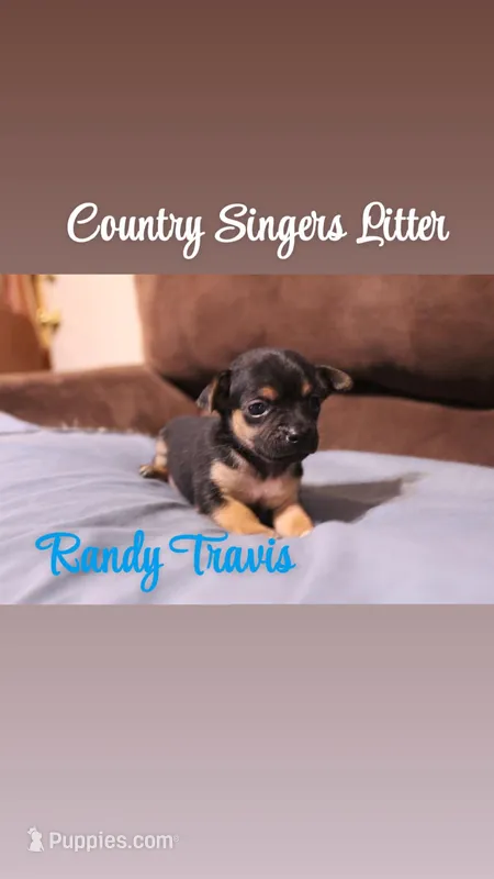 Randy Travis  – Chihuahua, Miniature Pinscher puppy for sale in Falls Mills, VA