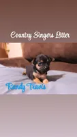 Randy Travis , a male Chihuahua and Miniature Pinscher for sale in Falls Mills, VA – 1 of 1