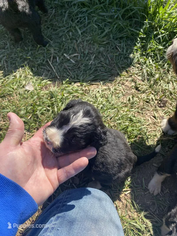 Male  – Bernedoodle puppy for sale in Falls Mills, VA