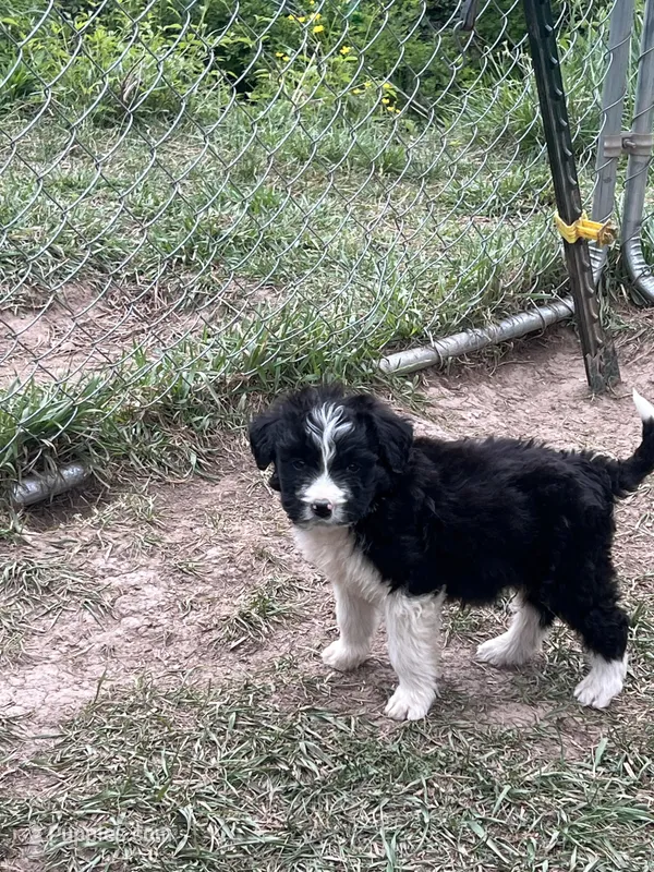 Male  – Bernedoodle puppy for sale in Falls Mills, VA