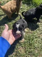 Male , a male Bernedoodle for sale in Falls Mills, VA – Photo 2 of 3