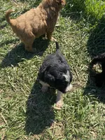 Male , a male Bernedoodle for sale in Falls Mills, VA – Photo 3 of 3