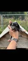 Female 6, a female Bernese Mountain Dog and Great Pyrenees for sale in Falls Mills, VA – 1 of 1
