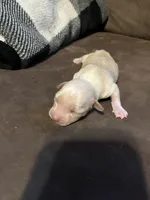 Female, a female Chihuahua for sale in Falls Mills, VA – 2 of 2